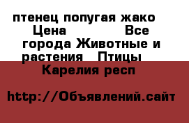 птенец попугая жако  › Цена ­ 60 000 - Все города Животные и растения » Птицы   . Карелия респ.